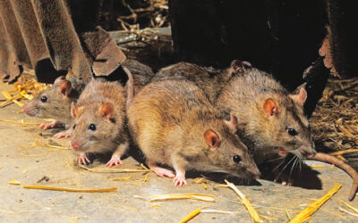 Important Facts About Lassa Fever