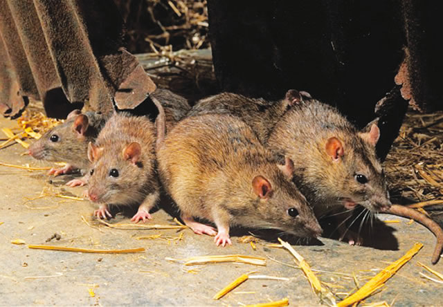 Important Facts About Lassa Fever